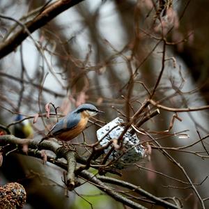 Wood Nuthatch