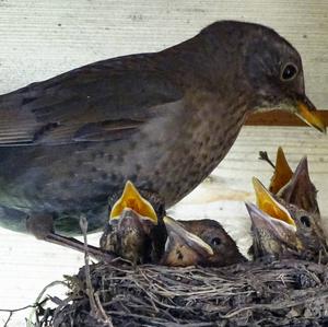 Eurasian Blackbird