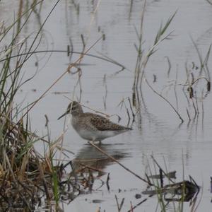 Bruchwasserläufer