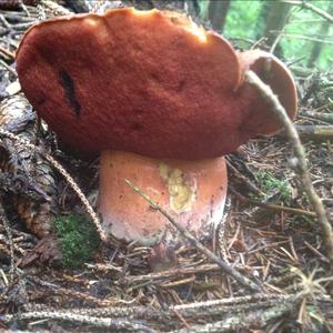 Dotted-stem Bolete