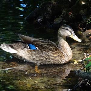 Mallard