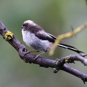 Long-tailed Tit