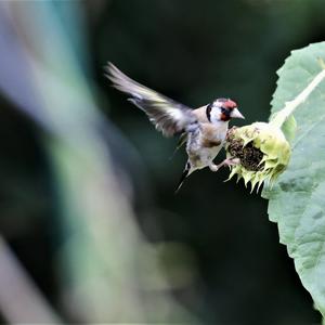 European Goldfinch