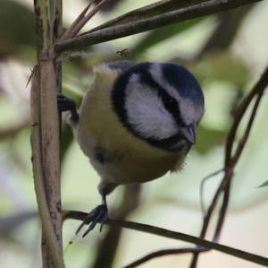 Blue Tit