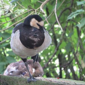 Barnacle Goose