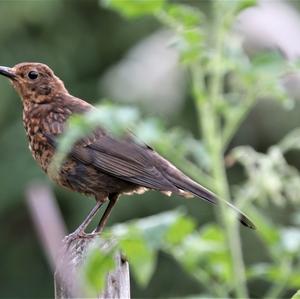 Eurasian Blackbird