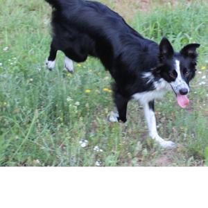 Border Collie