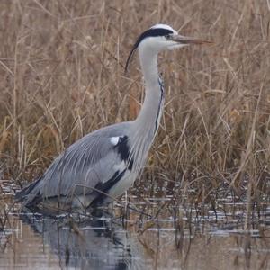 Grey Heron