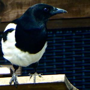 Black-billed Magpie