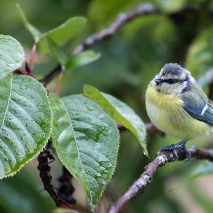 Blue Tit