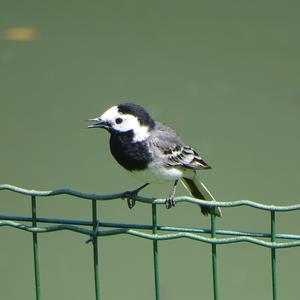 White Wagtail