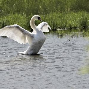 Mute Swan