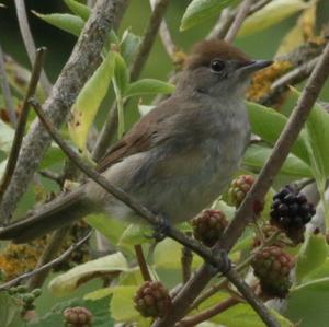 Blackcap