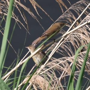 Eurasian Reed-warbler