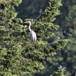 Grey Heron