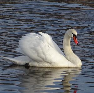 Mute Swan