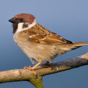 Eurasian Tree Sparrow