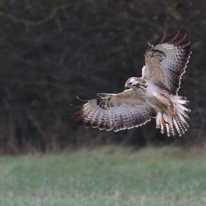 Mäusebussard