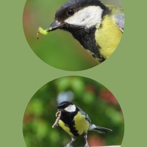 Great Tit