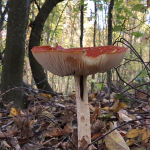 Fly Agaric