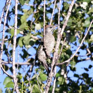 Eurasian Green Woodpecker