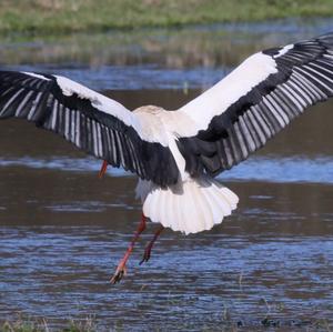 White Stork