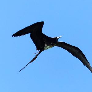 Magnificent Frigatebird