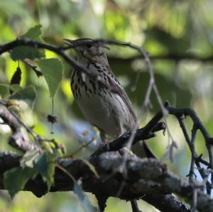 Tree Pipit