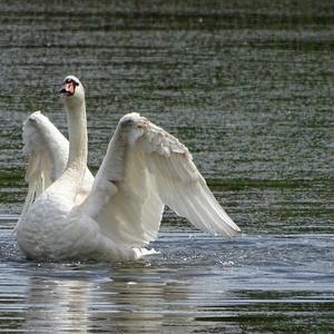 Mute Swan