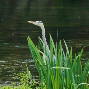 Grey Heron