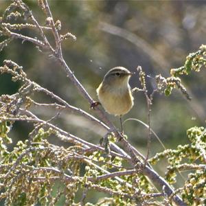 Common Chiffchaff