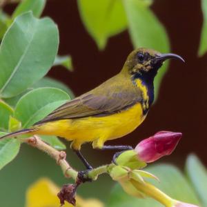 Olive-backed Sunbird