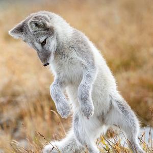 Arctic Fox