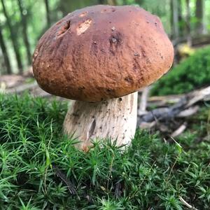 King Bolete