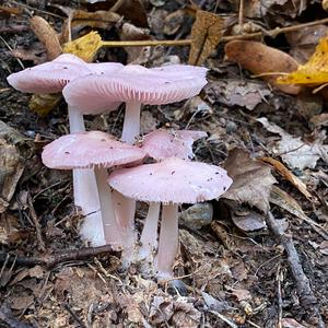 Pink Mycena