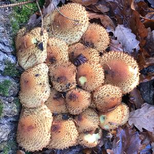 Scaly Pholiota