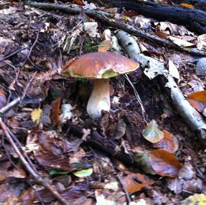 Summer Bolete