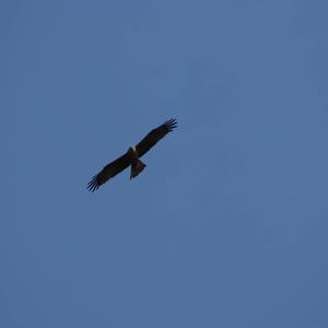 Common Buzzard