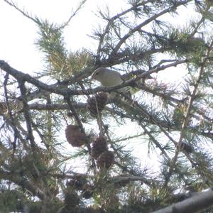 Garden Warbler