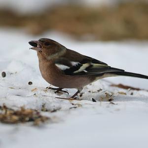 Eurasian Chaffinch