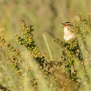 Sedge Warbler