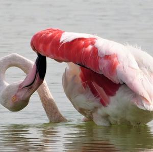 Greater Flamingo