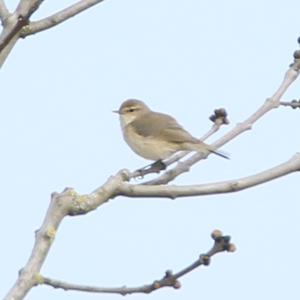 Willow Warbler