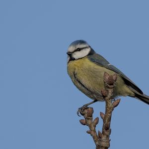 Blue Tit