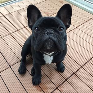 French Bulldog