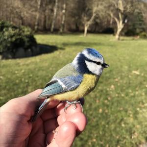 Blue Tit