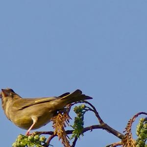 European Greenfinch