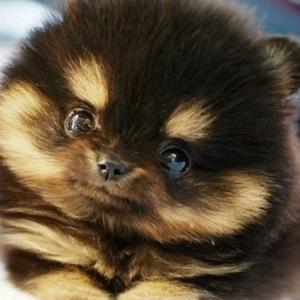 Pomeranian