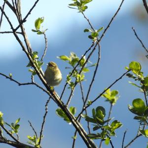 Common Chiffchaff