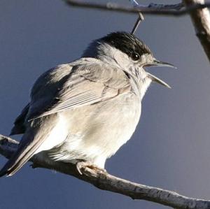 Blackcap